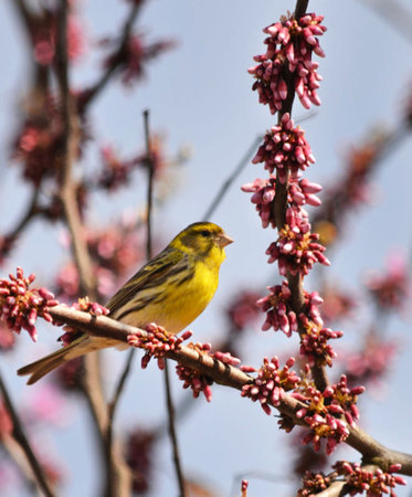 Yellowhammer bird on a pink blossom in the springtime.の写真素材