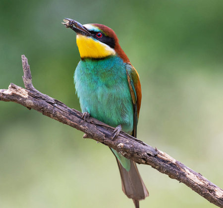 Chestnut-headed Bee eater (Merops Apiaster)の写真素材