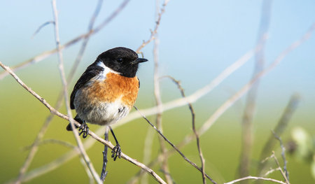 Male Eastern stonechat (Saxicola rubicola) perched on a branch