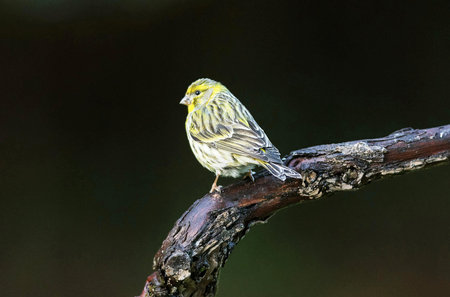 Male siskin (Serinus spinus) perched on a branchの写真素材