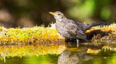 Blackbird (Turdus merula) in the nature.の写真素材