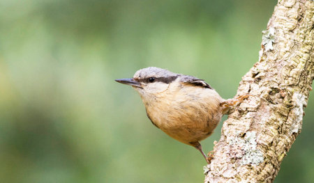 Nuthatch (Sitta europaea) perched on a branchの写真素材
