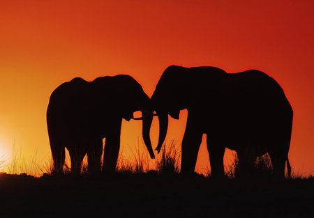 Elephants at sunset in Chobe National Park, Botswana, Africaの写真素材