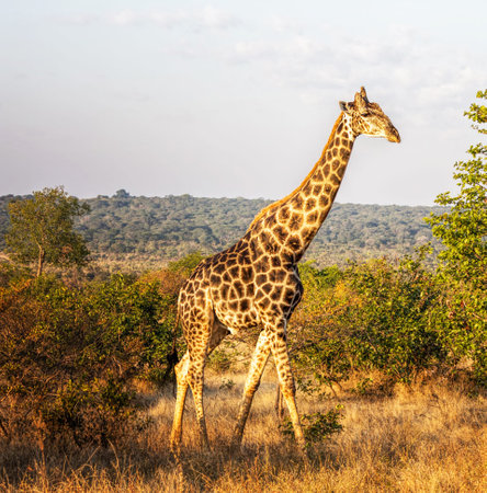 giraffe in kruger national park, south africaの写真素材
