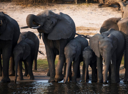 Elephants in Botswana, Africaの写真素材
