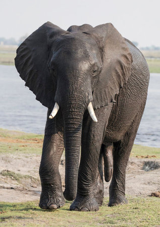 Elephant in the Chobe National Park, Botswana, Africaの写真素材