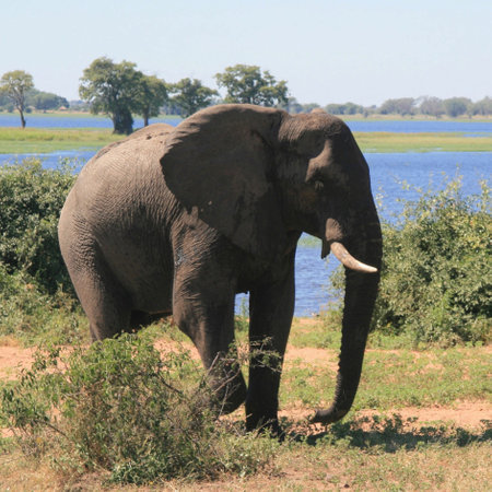 Elephant in the Chobe National Park, Botswana, Africa