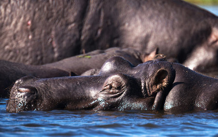 Hippos in the Chobe River, Botswana, Africaの写真素材