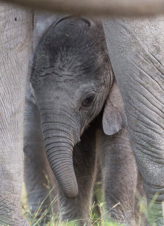 Baby elephant in the Chobe National Park, Botswana, Africaの写真素材