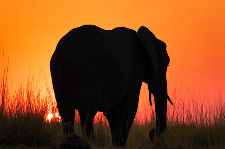 Elephant at sunset in Chobe National Park, Botswana, Africaの写真素材