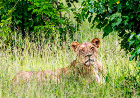 Lion in the Okavango Delta - Moremi National Park in Botswanaの写真素材
