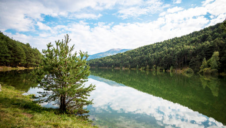 Pine tree on the shore of a mountain lake with mountains in the backgroundの写真素材