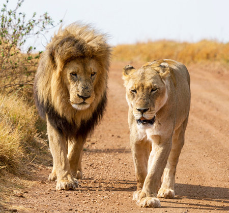 Lion and lioness walking on dirt road in Kruger National Park, South Africa ; Specie Panthera leo family of Felidaeの写真素材
