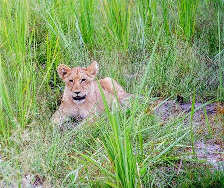 Lioness in the Moremi Game Reserve (Okavango River Delta), National Park, Botswanaの写真素材