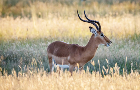 Impala - Aepyceros melampus, single mammal in grass, South Africa
