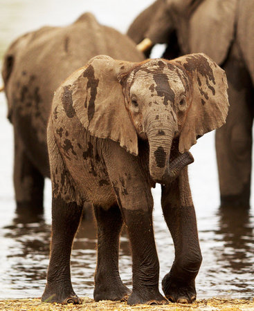 Elephants in Chobe National Park, Botswana, Africaの写真素材