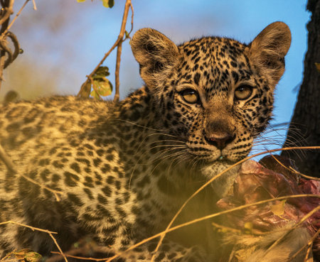 Leopard in the Okavango Delta - Moremi National Park in Botswanaの写真素材