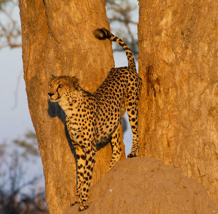 Cheetah stands on a tree in Serengeti National Park, Tanzaniaの写真素材