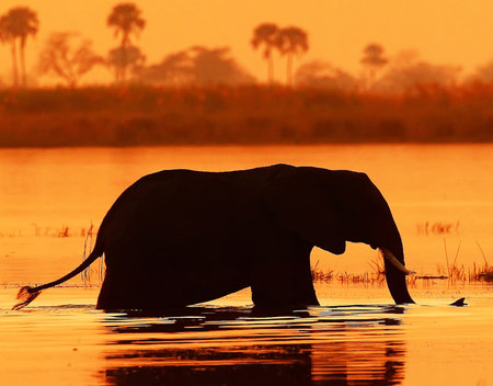 Elephant drinking water at sunset, Chobe National Park, Botswana, Africaの写真素材