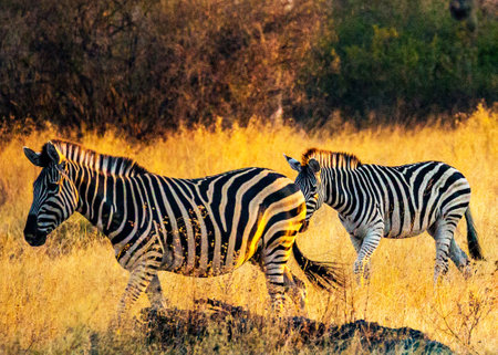Plains zebra in Chobe National Park, Botswana, Africaの写真素材
