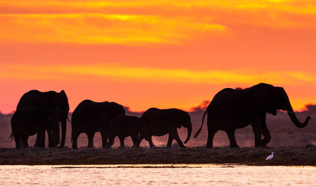 Elephants in Chobe National Park, Botswana, Africaの写真素材
