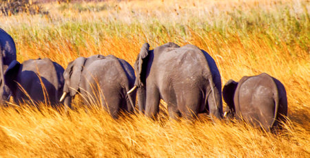 Elephants in Chobe National Park, Botswana, Africa