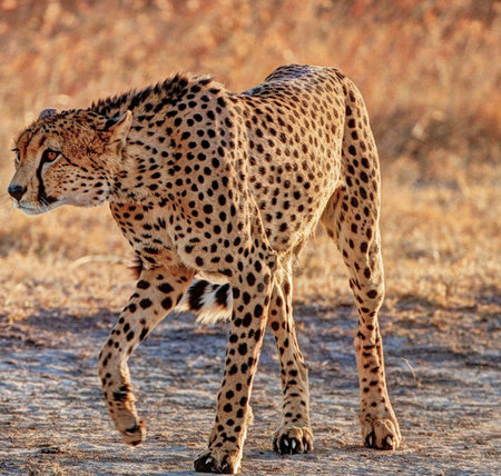 Cheetah (Acinonyx jubatus) in the Etosha National Park, Namibia