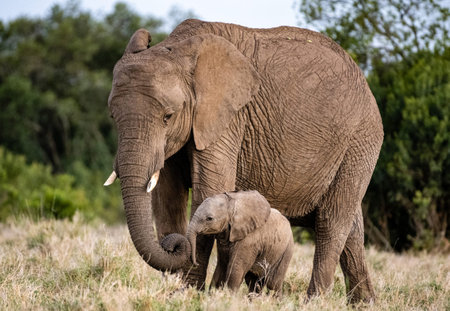 African Elephant (Loxodonta africana) with babyの写真素材