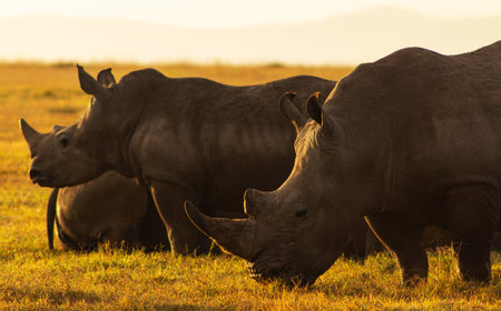 Group of white rhinoceros in Ngorongoro Crater, Tanzaniaの写真素材
