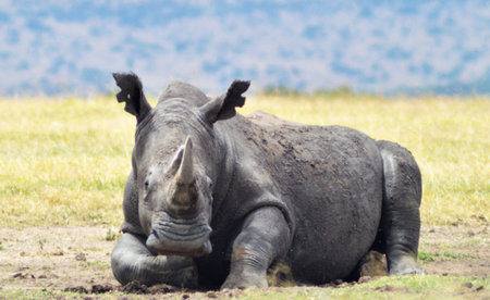 White rhinoceros in Serengeti National Park, Tanzaniaの写真素材