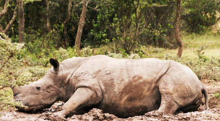 rhinoceros in the national park of kenya.の写真素材