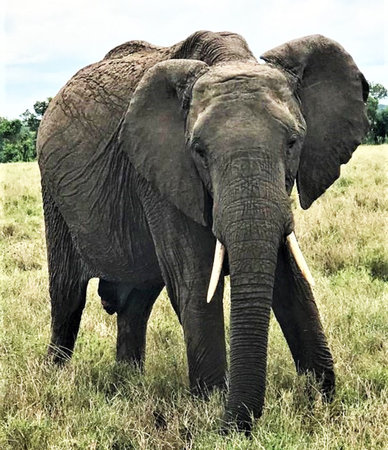 Elephant in Chobe National Park, Botswana, Africa.の写真素材