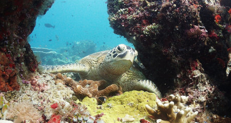 Green sea turtle (Chelonia mydas) on a coral reef