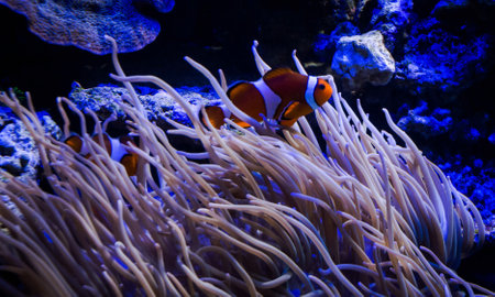 Clown anemonefish (Amphiprion ocellaris)の写真素材
