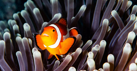 Clown anemonefish (Amphiprion ocellaris) in a sea anemoneの写真素材