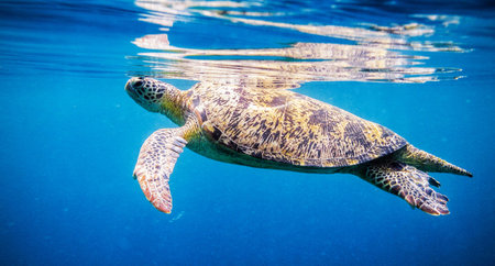 Hawaiian Green Sea Turtle swimming in the blue waters of the Pacific Oceanの写真素材