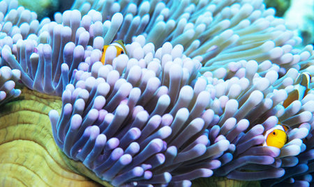 Clown anemonefish (Amphiprion bicolor)の写真素材