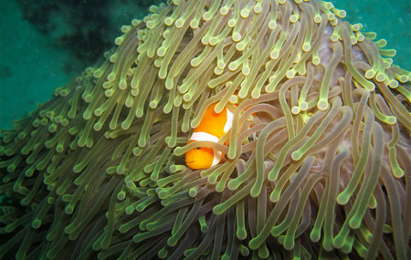 Clown anemonefish (Amphiprion ocellaris) in the sea anemoneの写真素材