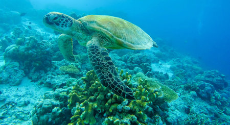 Hawaiian Green Sea Turtle (Chelonia mydas)の写真素材