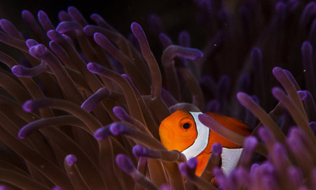 Clown anemonefish in a sea anemone.の写真素材