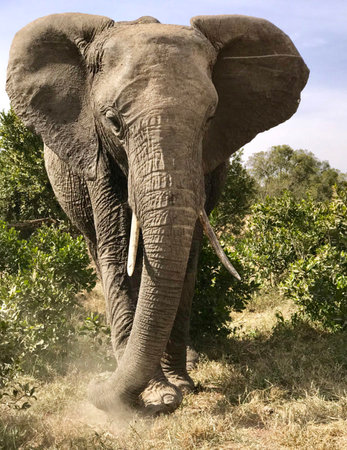 Elephant in the Chobe National Park, Botswana, Africaの写真素材