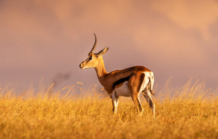 Springbok antelope (Aepyceros melampus) in Serengeti National Parkの写真素材