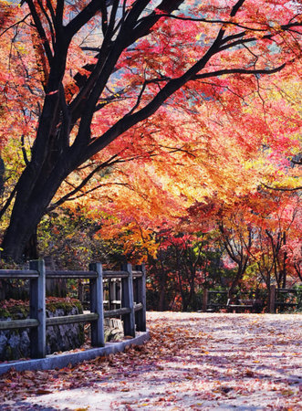 Autumn leaves at japanese garden in Kyoto, Japan.の写真素材