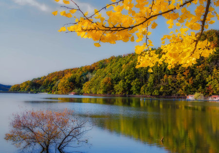 Autumn landscape with yellow leaves on the shore of the lake.の写真素材