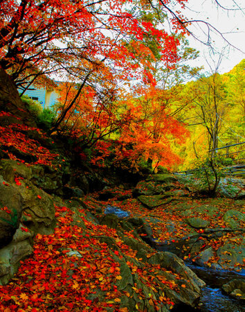 Colorful autumn leaves in the forest with a small river flowing through