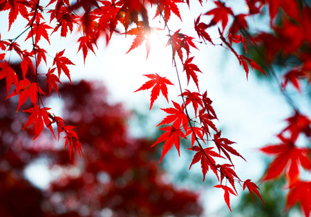 Red maple leaves in autumn season with blue sky background, selective focusの写真素材