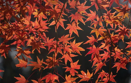 Maple leaves in autumn season, japanese maple leaf.