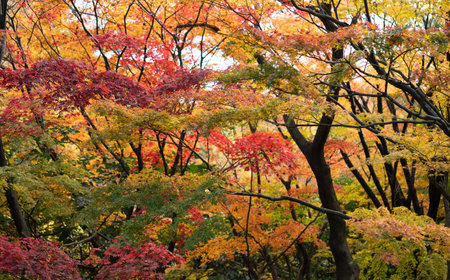 Maple leaves in japanese garden in autumn season, closeup of photo