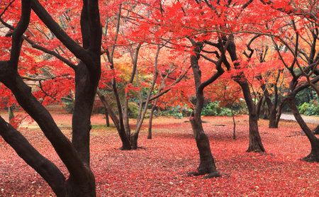 Maple trees in the park in autumn season, South Korea.の写真素材