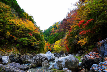 Colorful autumn forest in south korea,Nagano\\"\"\""の写真素材